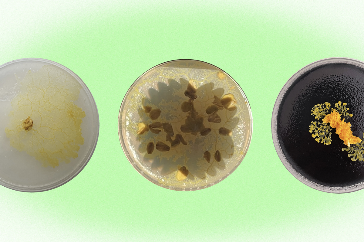 Three petri dishes
